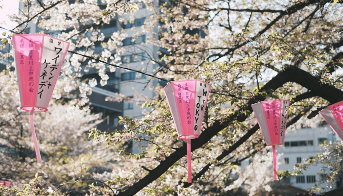 辅助开挂神器“樱花之盛确实真的有挂”(透视)其实确实有挂